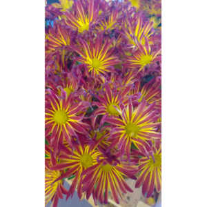 When you see beautiful things and all you have is your mobile phone, this is what you can get.