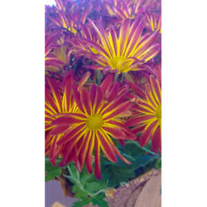 When you see beautiful things and all you have is your mobile phone, this is what you can get.