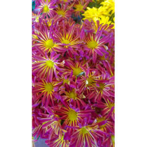 When you see beautiful things and all you have is your mobile phone, this is what you can get.