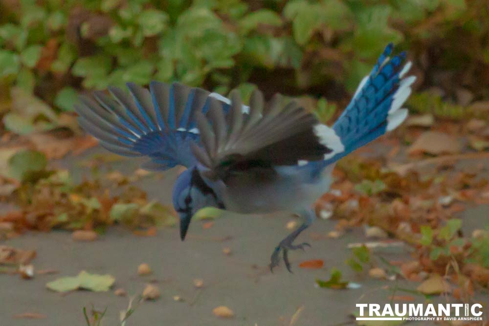 Spent some more quality time with the occupants of my backyard today.