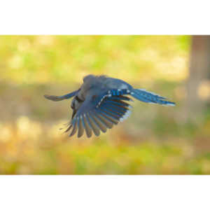 Spent some more quality time with the occupants of my backyard today.