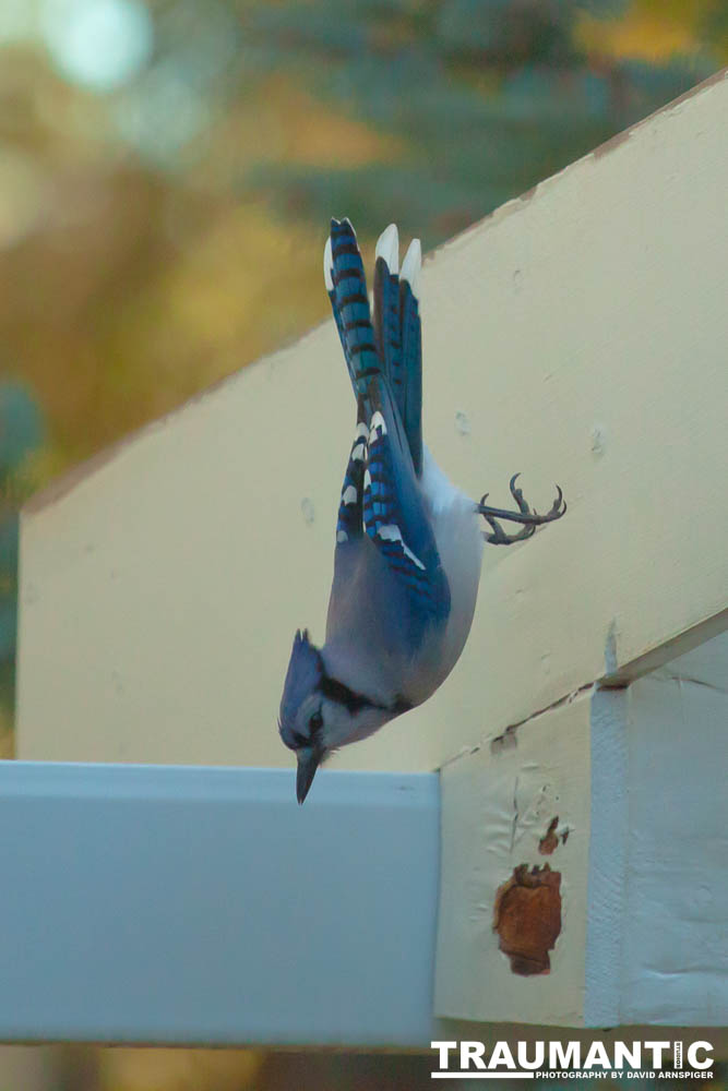 Spent some more quality time with the occupants of my backyard today.