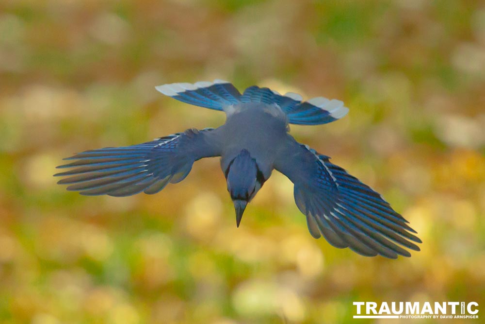 Spent some more quality time with the occupants of my backyard today.