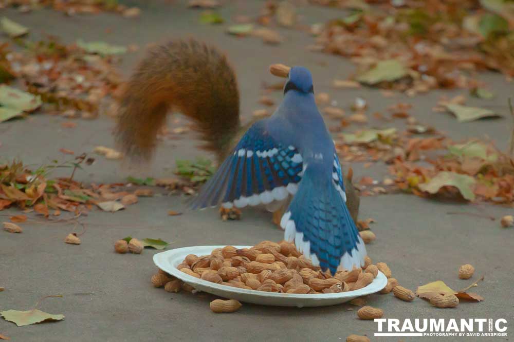 Spent some more quality time with the occupants of my backyard today.