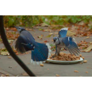 Spent some more quality time with the occupants of my backyard today.