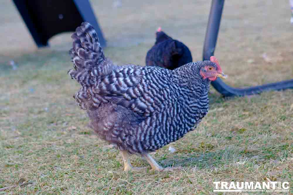 I grabbed a few random pictures around the farm on a family trip.