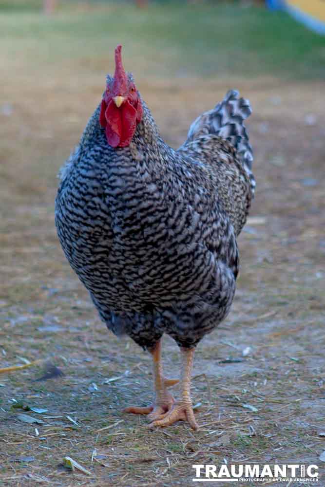 I grabbed a few random pictures around the farm on a family trip.