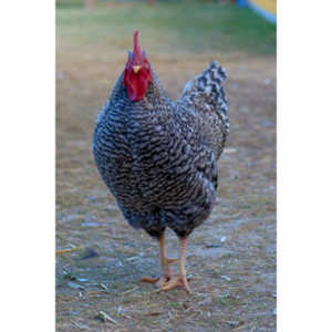 I grabbed a few random pictures around the farm on a family trip.