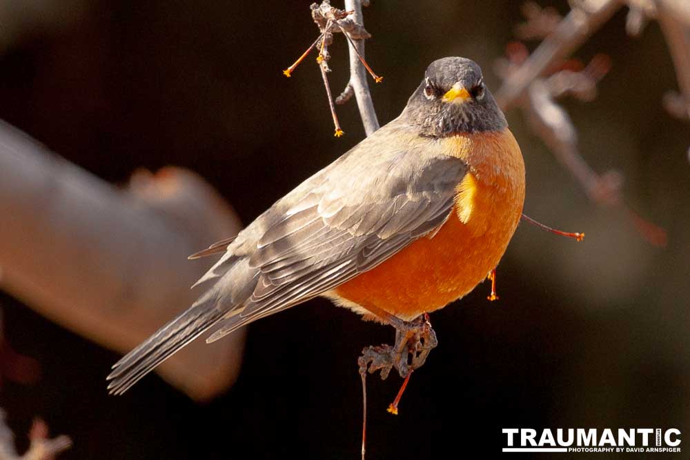 These beautiful birds hang out in my yard and seem to feel at home, but if I try to get close they are off like a shot.