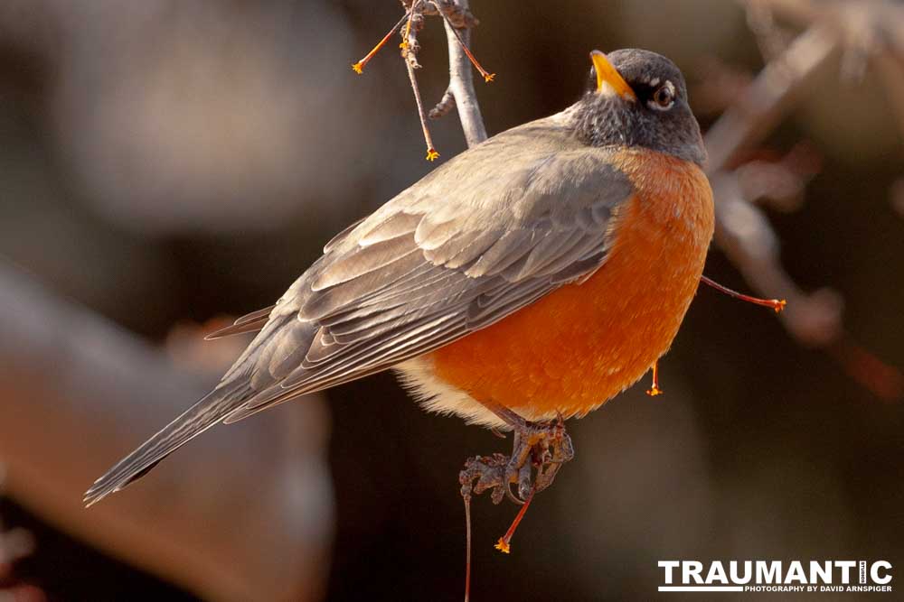 These beautiful birds hang out in my yard and seem to feel at home, but if I try to get close they are off like a shot.