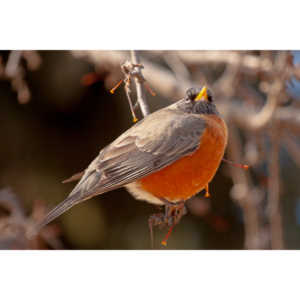 These beautiful birds hang out in my yard and seem to feel at home, but if I try to get close they are off like a shot.