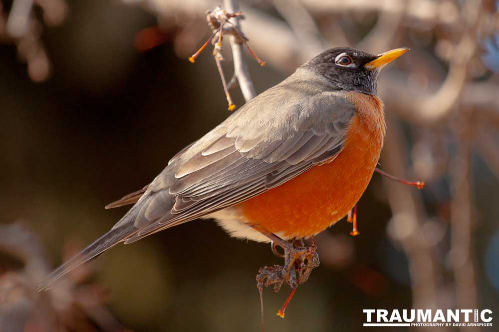 These beautiful birds hang out in my yard and seem to feel at home, but if I try to get close they are off like a shot.
