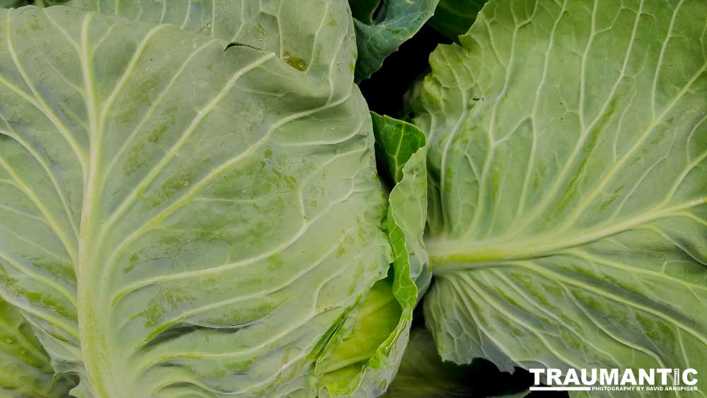 One of my many photo sessions as I wander through the supermarket with my wife.