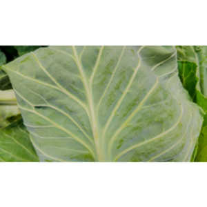 One of my many photo sessions as I wander through the supermarket with my wife.