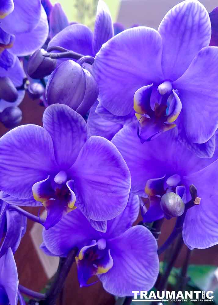 One of my many photo sessions as I wander through the supermarket with my wife.