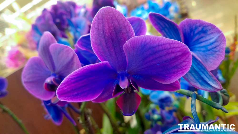 One of my many photo sessions as I wander through the supermarket with my wife.