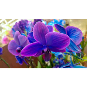 One of my many photo sessions as I wander through the supermarket with my wife.