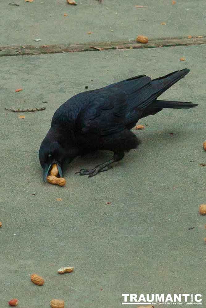 The crows were taking over the peanut harvest, so I spent a few minutes trying to capture them.