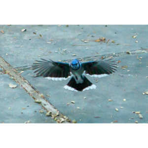 Beauties in my backyard.