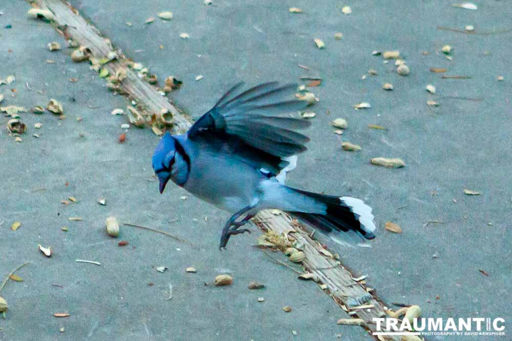 Beauties in my backyard.
