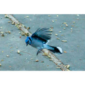 Beauties in my backyard.