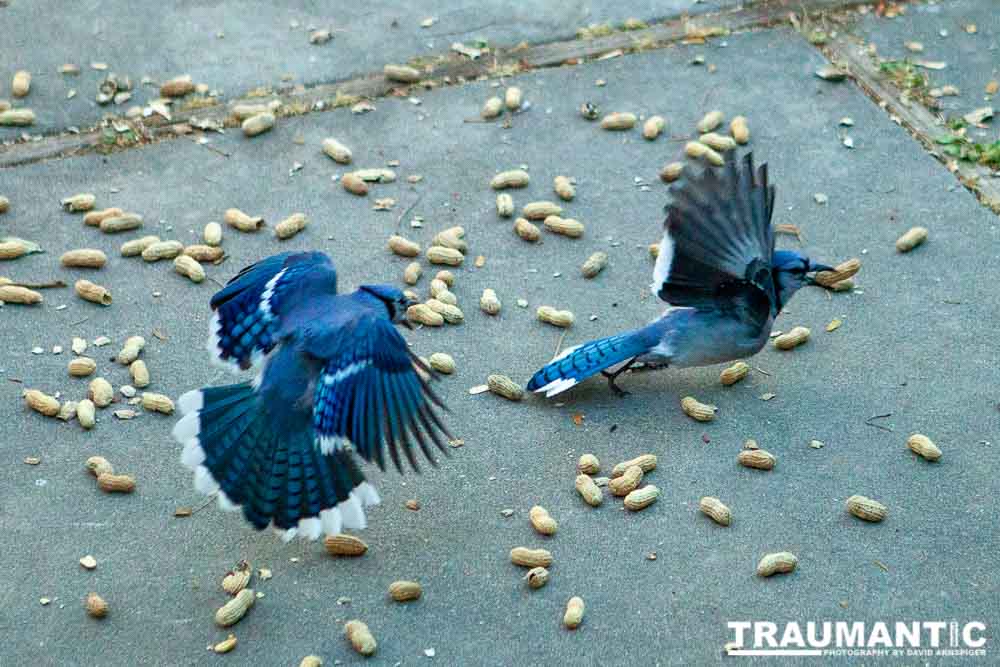 Beauties in my backyard.