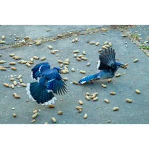 Beauties in my backyard.