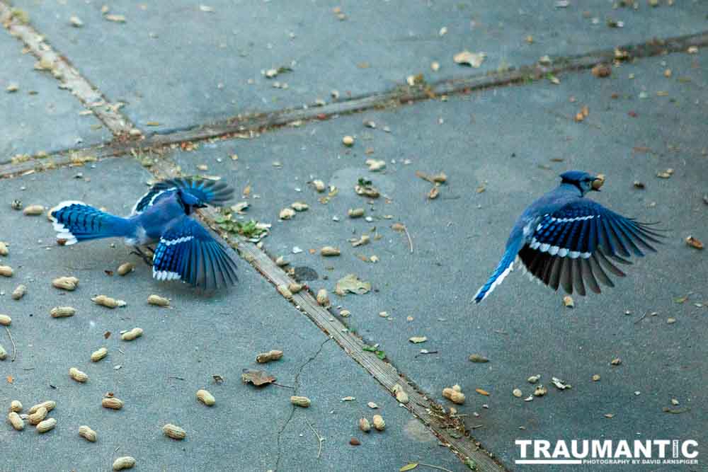 Beauties in my backyard.