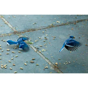 Beauties in my backyard.