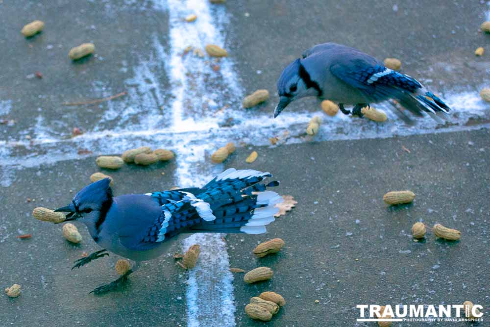 Beauties in my backyard.