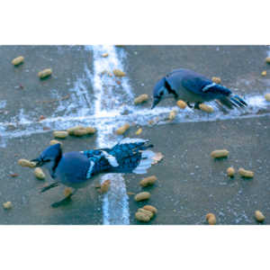 Beauties in my backyard.