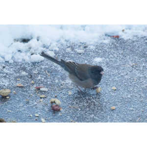 Adorable little birds that have wintered in my yard for the last two years.