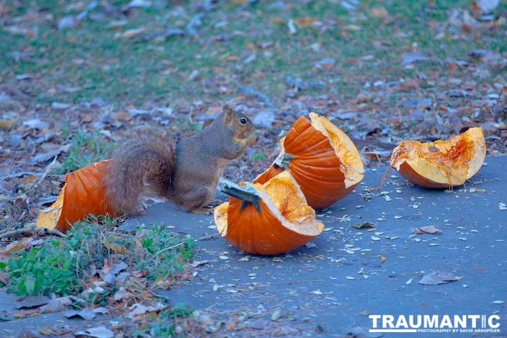 Tossed an old pumpkin into the yard and this little guy had a great time gobbling it up.