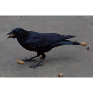 These big birds are both shy and aggressive.  They protect the other birds by watching for predators.  They will chase off other big birds too, but they won't move in for peanuts unless the squirrels and Bluejays are not there.