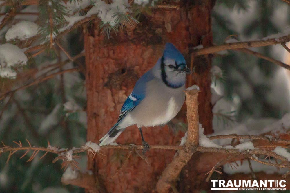 Beauties in my backyard.