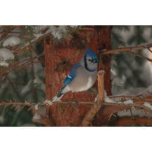 Beauties in my backyard.