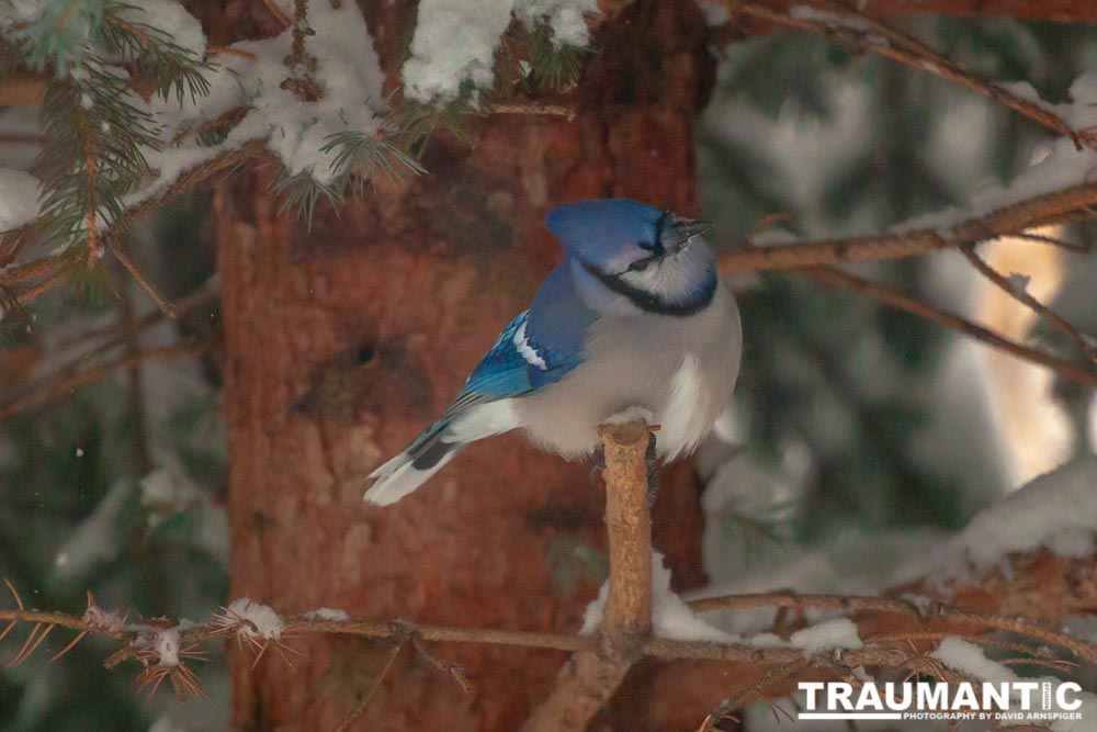 Beauties in my backyard.