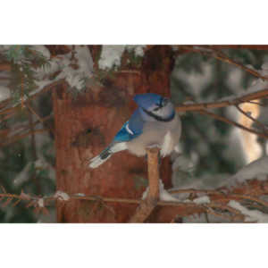 Beauties in my backyard.