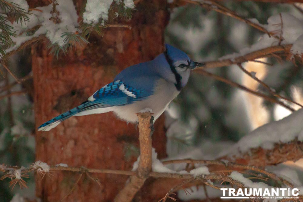 Beauties in my backyard.