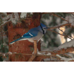 Beauties in my backyard.