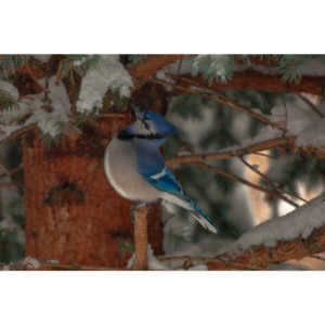 Beauties in my backyard.