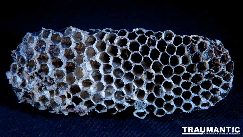 Nightmare Fuel - I recently had my house painted. Wasp nests fell out of every shutter on my house. I started picking them up and putting them aside with the intention of photographing them. Here is the result of that idea. Sleep tight!

#traumantic #twiwwl #insectphotography #nightmare