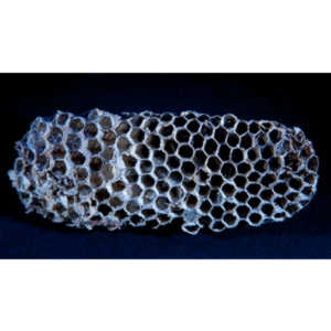 Nightmare Fuel - I recently had my house painted. Wasp nests fell out of every shutter on my house. I started picking them up and putting them aside with the intention of photographing them. Here is the result of that idea. Sleep tight!

#traumantic #twiwwl #insectphotography #nightmare