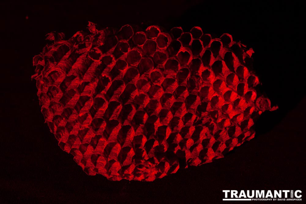 Nightmare Fuel - I recently had my house painted. Wasp nests fell out of every shutter on my house. I started picking them up and putting them aside with the intention of photographing them. Here is the result of that idea. Sleep tight!

#traumantic #twiwwl #insectphotography #nightmare