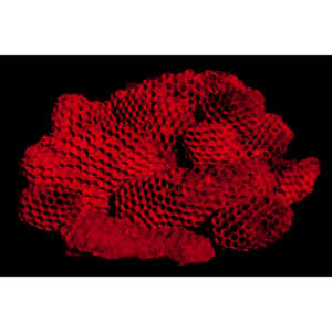 Nightmare Fuel - I recently had my house painted. Wasp nests fell out of every shutter on my house. I started picking them up and putting them aside with the intention of photographing them. Here is the result of that idea. Sleep tight!

#traumantic #twiwwl #insectphotography #nightmare