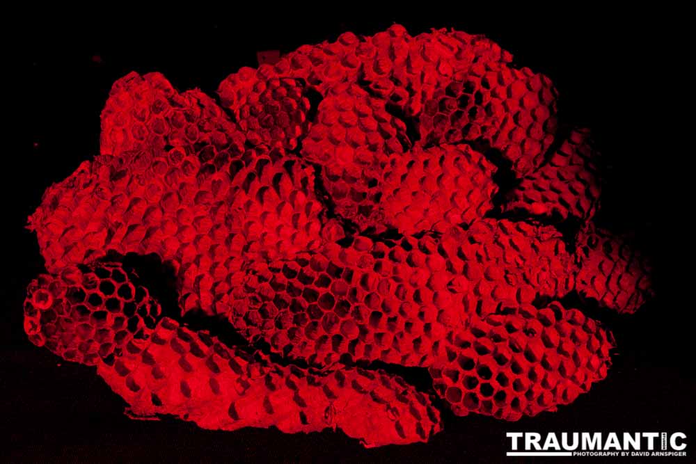 Nightmare Fuel - I recently had my house painted. Wasp nests fell out of every shutter on my house. I started picking them up and putting them aside with the intention of photographing them. Here is the result of that idea. Sleep tight!

#traumantic #twiwwl #insectphotography #nightmare