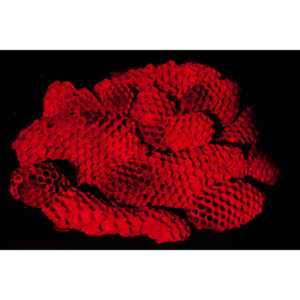 Nightmare Fuel - I recently had my house painted. Wasp nests fell out of every shutter on my house. I started picking them up and putting them aside with the intention of photographing them. Here is the result of that idea. Sleep tight!

#traumantic #twiwwl #insectphotography #nightmare