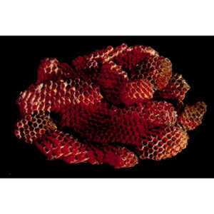 Nightmare Fuel - I recently had my house painted. Wasp nests fell out of every shutter on my house. I started picking them up and putting them aside with the intention of photographing them. Here is the result of that idea. Sleep tight!

#traumantic #twiwwl #insectphotography #nightmare