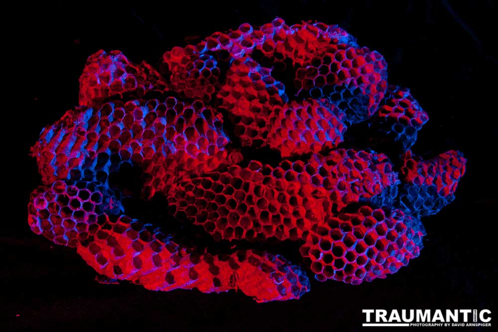 Nightmare Fuel - I recently had my house painted. Wasp nests fell out of every shutter on my house. I started picking them up and putting them aside with the intention of photographing them. Here is the result of that idea. Sleep tight!

#traumantic #twiwwl #insectphotography #nightmare