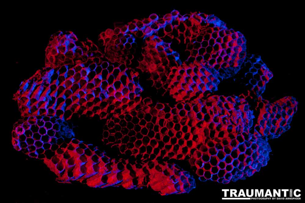 Nightmare Fuel - I recently had my house painted. Wasp nests fell out of every shutter on my house. I started picking them up and putting them aside with the intention of photographing them. Here is the result of that idea. Sleep tight!

#traumantic #twiwwl #insectphotography #nightmare